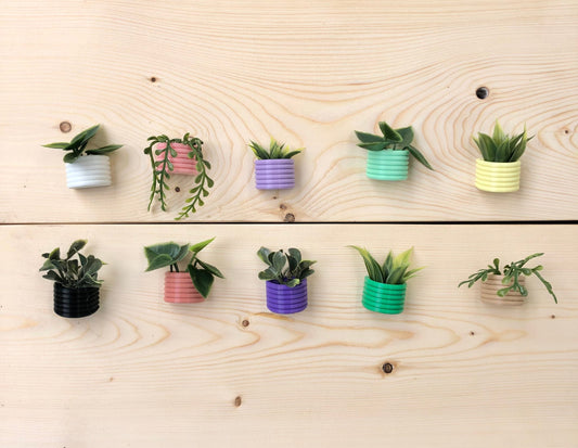 Mini Succulent Fridge Magnet