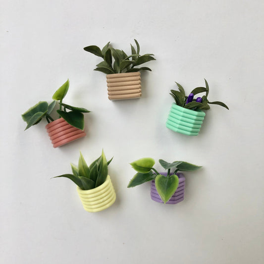 Mini Succulent Fridge Magnet